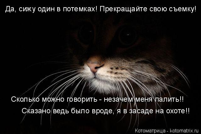 Да, сижу один в потемках! Прекращайте свою съемку! Сколько можно говорить - незачем меня палить!! Ска... Котоматрица: Да, сижу один в потемках! Прекращайте свою съемку! Сколько можно говорить - незачем меня палить!! Сказано ведь было вроде, я в засаде на охоте!