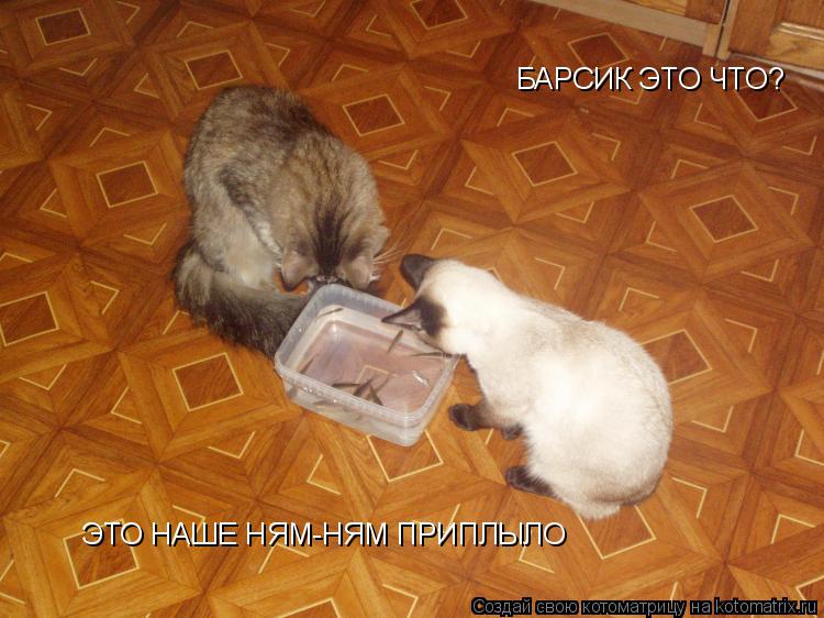 БАРСИК ЭТО ЧТО? БАРСИК ЭТО ЧТО? ЭТО НАШЕ НЯМ-НЯМ ПРИПЛЫЛО... Котоматрица: БАРСИК ЭТО ЧТО? БАРСИК ЭТО ЧТО? ЭТО НАШЕ НЯМ-НЯМ ПРИПЛЫЛО
