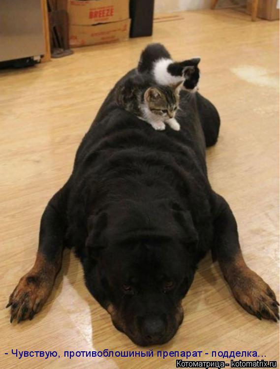 - Чувствую, противоблошиный препарат - подделка...... Котоматрица: - Чувствую, противоблошиный препарат - подделка...