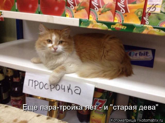 Еще пара-тройка лет - и "старая дева"... Котоматрица: Еще пара-тройка лет - и "старая дева"