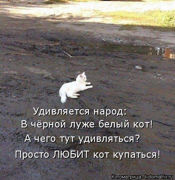 Удивляется народ: В чёрной луже белый кот! А чего тут удивляться? Просто ЛЮБИТ кот купаться!... Котоматрица: Удивляется народ: В чёрной луже белый кот! А чего тут удивляться? Просто ЛЮБИТ кот купаться!