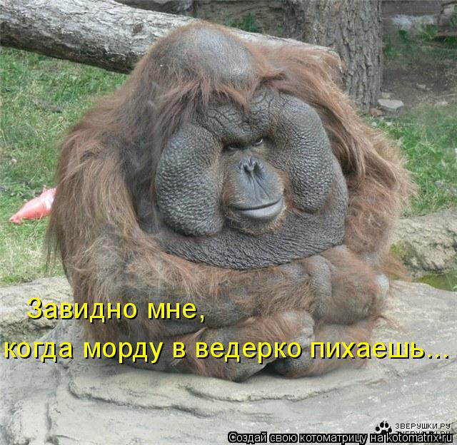 Завидно мне, когда морду в ведерко пихаешь...... Котоматрица: Завидно мне, когда морду в ведерко пихаешь...