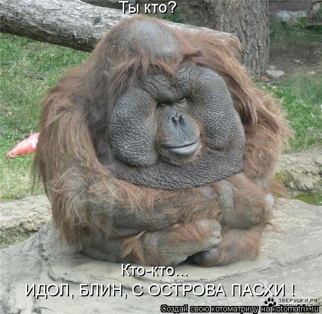 Ты кто? Кто-кто... ИДОЛ, БЛИН, С ОСТРОВА ПАСХИ !... Котоматрица: Ты кто? Кто-кто... ИДОЛ, БЛИН, С ОСТРОВА ПАСХИ !