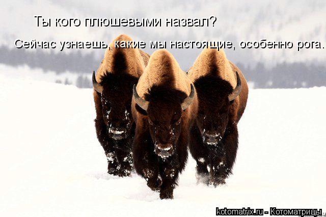 Ты кого плюшевыми назвал? Сейчас узнаешь, какие мы настоящие, особенно рога.... Котоматрица: Ты кого плюшевыми назвал? Сейчас узнаешь, какие мы настоящие, особенно рога.