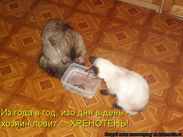 Из года в год, изо дня в день - хозяин ловит ... ХРЕНОТЕНЬ!... Котоматрица: Из года в год, изо дня в день - хозяин ловит ... ХРЕНОТЕНЬ!