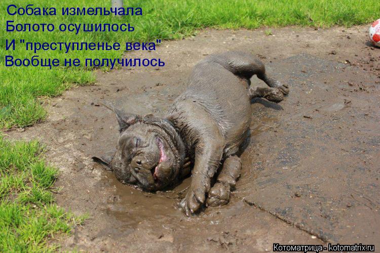 Собака измельчала Болото осушилось И "преступленье века" Вообще не получилось... Котоматрица: Собака измельчала Болото осушилось И "преступленье века" Вообще не получилось