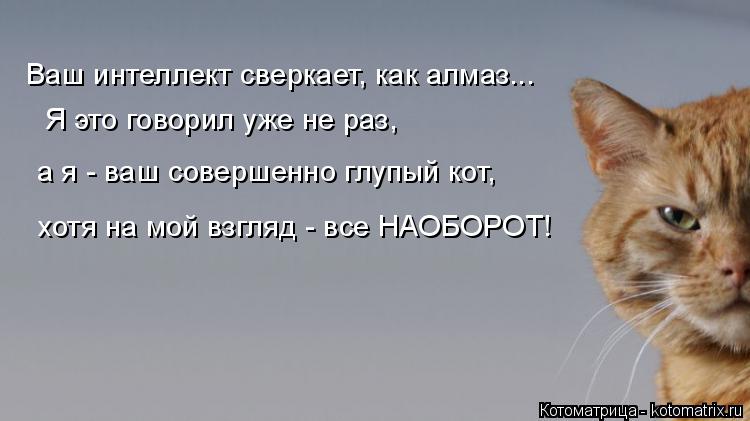 Ваш интеллект сверкает, как алмаз... Я это говорил уже не раз, а я - ваш совершенно глупый кот, хот... Котоматрица: Ваш интеллект сверкает, как алмаз... Я это говорил уже не раз, а я - ваш совершенно глупый кот, хотя на мой взгляд - все НАОБОРОТ!