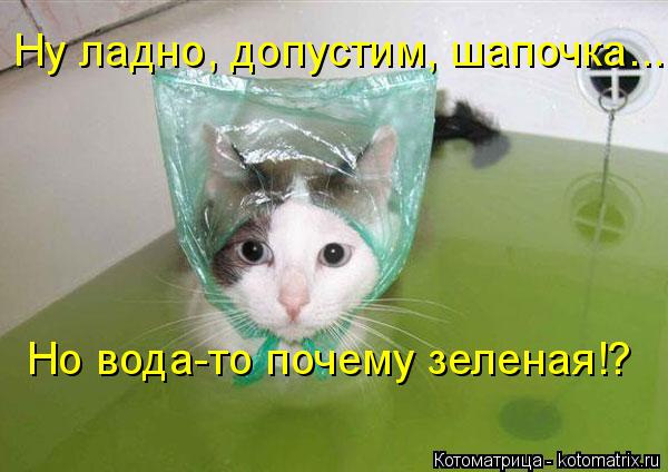 Ну ладно, допустим, шапочка... Но вода-то почему зеленая!?... Котоматрица: Ну ладно, допустим, шапочка... Но вода-то почему зеленая!?