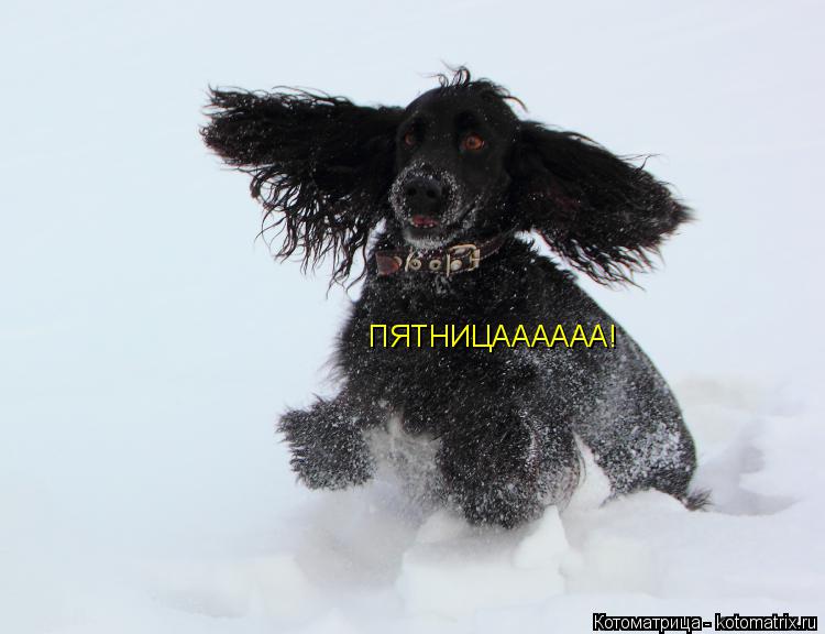 ПЯТНИЦАААААА!... Котоматрица: ПЯТНИЦАААААА!