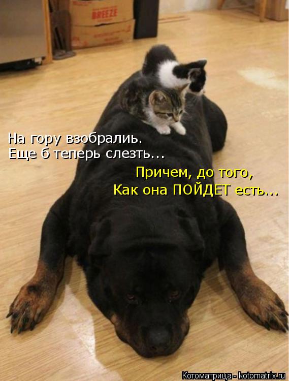 На гору взобралиь. Еще б теперь слезть... Причем, до того, Как она ПОЙДЕТ есть...... Котоматрица: На гору взобралиь. Еще б теперь слезть... Причем, до того, Как она ПОЙДЕТ есть...