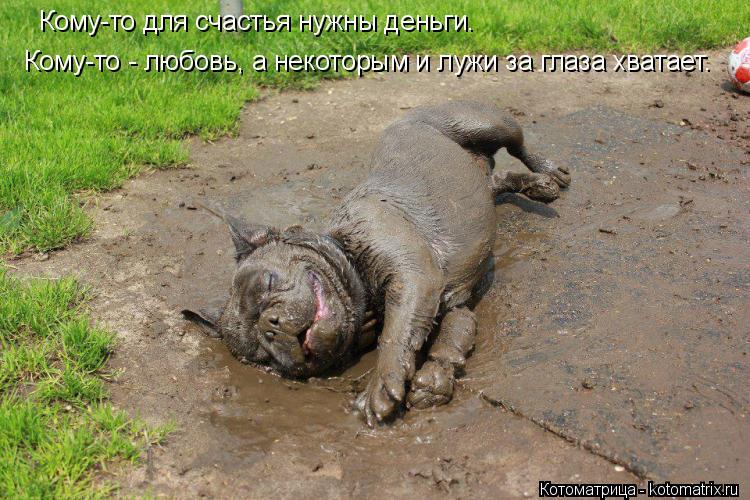 Кому-то для счастья нужны деньги. Кому-то - любовь, а некоторым и лужи за глаза хватает.... Котоматрица: Кому-то для счастья нужны деньги. Кому-то - любовь, а некоторым и лужи за глаза хватает.