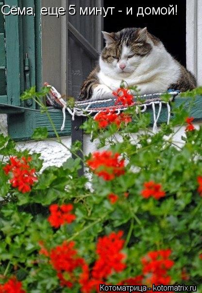 Сёма, еще 5 минут - и домой!... Котоматрица: Сёма, еще 5 минут - и домой!