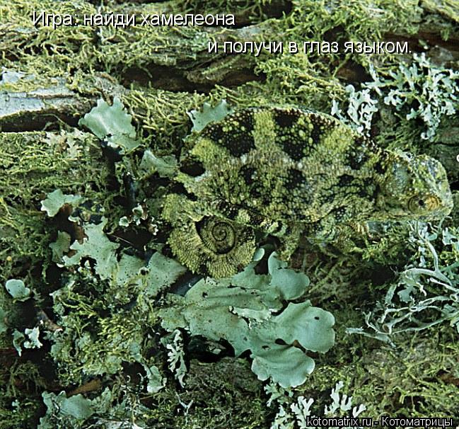Игра: найди хамелеона и получи в глаз языком.... Котоматрица: Игра: найди хамелеона и получи в глаз языком.