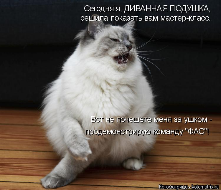 Сегодня я, ДИВАННАЯ ПОДУШКА, решила показать вам мастер-класс. Вот не почешете меня за ушком - прод... Котоматрица: Сегодня я, ДИВАННАЯ ПОДУШКА, решила показать вам мастер-класс. Вот не почешете меня за ушком - продемонстрирую команду "ФАС"!