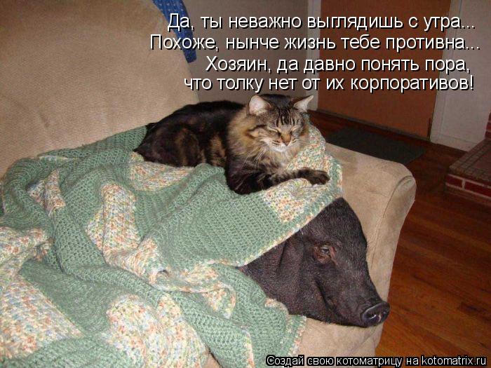Котоматрица: Да, ты неважно выглядишь с утра... Похоже, нынче жизнь тебе противна... Хозяин, да давно понять пора,  что толку нет от их корпоративов!