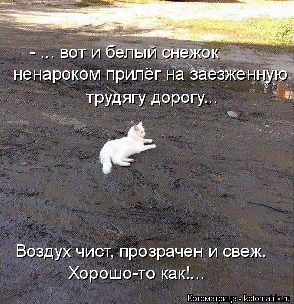 Воздух чист, прозрачен и свеж. - ... вот и белый снежок ненароком прилёг на заезженную трудягу до... Котоматрица: Воздух чист, прозрачен и свеж. - ... вот и белый снежок ненароком прилёг на заезженную трудягу дорогу... Хорошо-то как!...