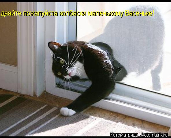 даайте пожалуйста колбаски маленькому Васеньке!... Котоматрица: даайте пожалуйста колбаски маленькому Васеньке!