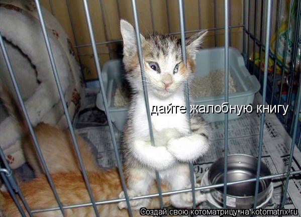 дайте жалобную книгу... Котоматрица: дайте жалобную книгу