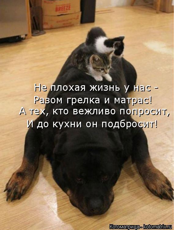 Не плохая жизнь у нас - Разом грелка и матрас! А тех, кто вежливо попросит, И до кухни он подбросит!... Котоматрица: Не плохая жизнь у нас - Разом грелка и матрас! А тех, кто вежливо попросит, И до кухни он подбросит!