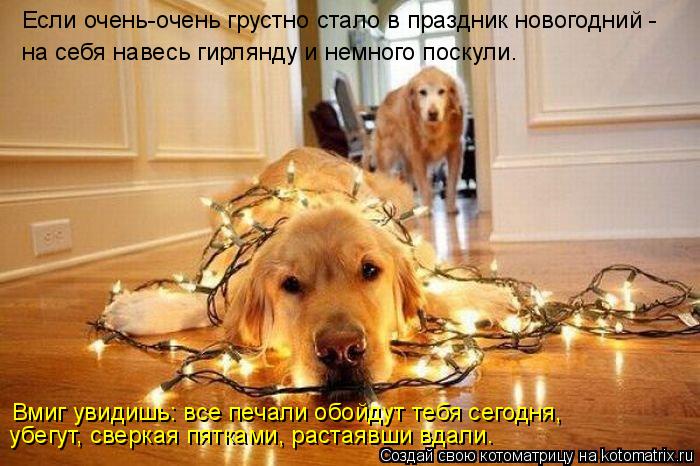 Если очень-очень грустно стало в праздник новогодний - на себя навесь гирлянду и немного поскули. Вм... Котоматрица: Если очень-очень грустно стало в праздник новогодний - на себя навесь гирлянду и немного поскули. Вмиг увидишь: все печали обойдут тебя сег