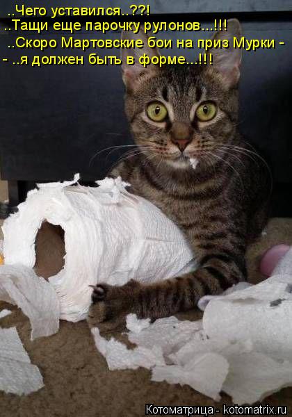 ..Чего уставился..??! ..Тащи еще парочку рулонов...!!! ..Скоро Мартовские бои на приз Мурки - - .... Котоматрица: ..Чего уставился..??! ..Тащи еще парочку рулонов...!!! ..Скоро Мартовские бои на приз Мурки - - ..я должен быть в форме...!!!