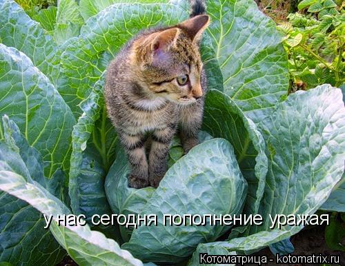 у нас сегодня пополнение уражая... Котоматрица: у нас сегодня пополнение уражая
