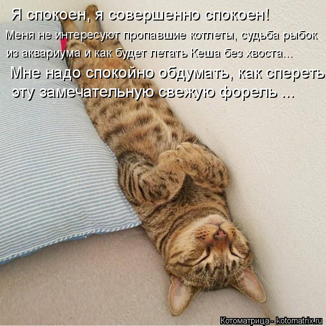 Я спокоен, я совершенно спокоен! Меня не интересуют пропавшие котлеты, судьба рыбок из аквариума и ка... Котоматрица: Я спокоен, я совершенно спокоен! Меня не интересуют пропавшие котлеты, судьба рыбок из аквариума и как будет летать Кеша без хвоста... Мне на