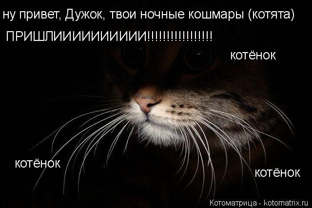 ну привет, Дужок, твои ночные кошмары (котята) ПРИШЛИИИИИИИИИИ!!!!!!!!!!!!!!!!! котёнок котёнок котё... Котоматрица: ну привет, Дужок, твои ночные кошмары (котята) ПРИШЛИИИИИИИИИИ!!!!!!!!!!!!!!!!! котёнок котёнок котёнок