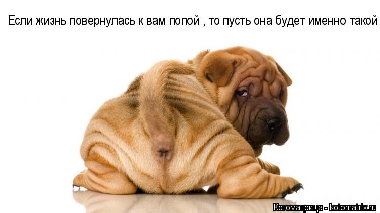 Если жизнь повернулась к вам попой ,то пусть Если жизнь повернулась к вам попой , то пусть она будет... Котоматрица: Если жизнь повернулась к вам попой ,то пусть Если жизнь повернулась к вам попой , то пусть она будет именно такой