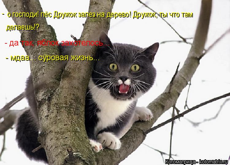 о господи! пёс Дружок залез на дерево! Дружок, ты что там делаешь!? - - да так, яблок захотелось... ... Котоматрица: о господи! пёс Дружок залез на дерево! Дружок, ты что там делаешь!? - - да так, яблок захотелось... - мдаа... суровая жизнь...