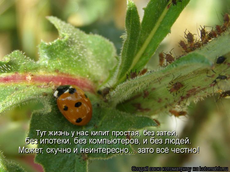 Тут жизнь у нас кипит простая, без затей, без ипотеки, без компьютеров, и без людей. Может, скучно и ... Котоматрица: Тут жизнь у нас кипит простая, без затей, без ипотеки, без компьютеров, и без людей. Может, скучно и неинтересно... зато всё честно!