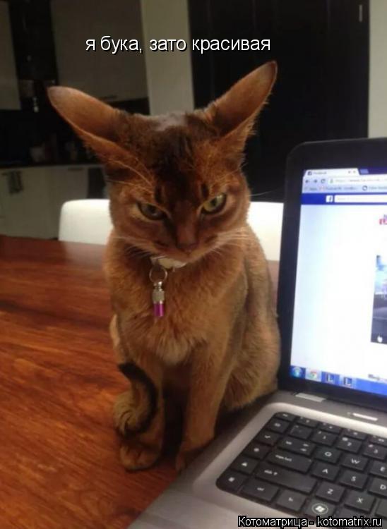 Котоматрица: я бука, зато красивая
