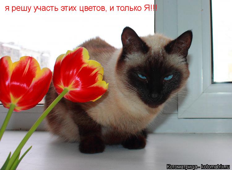 я решу участь этих цветов, и только Я!!!... Котоматрица: я решу участь этих цветов, и только Я!!!