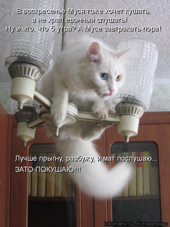 В воскресенье Муся тоже хочет кушать, а не храп евонный слушать! Ну и что, что 5 утра? А Мусе завтра... Котоматрица: В воскресенье Муся тоже хочет кушать, а не храп евонный слушать! Ну и что, что 5 утра? А Мусе завтракать пора! Лучше прыгну, разбужу, и мат посл