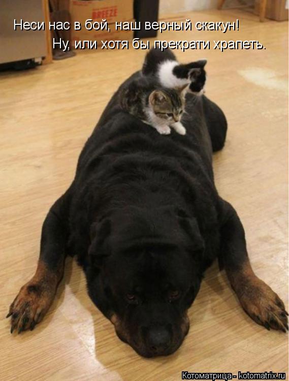 Неси нас в бой, наш верный скакун! Ну, или хотя бы прекрати храпеть.... Котоматрица: Неси нас в бой, наш верный скакун! Ну, или хотя бы прекрати храпеть.