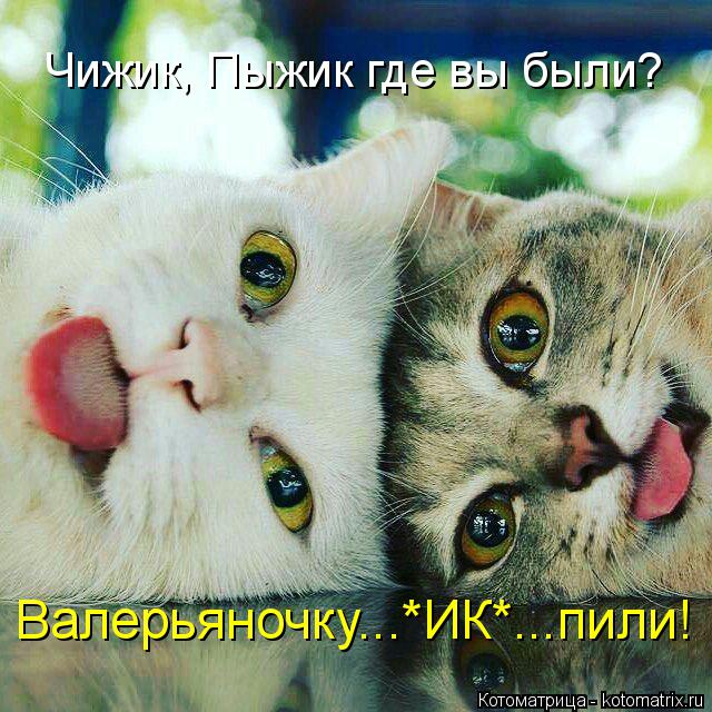 Котоматрица: Чижик, Пыжик где вы были? Валерьяночку...*ИК*...пили!