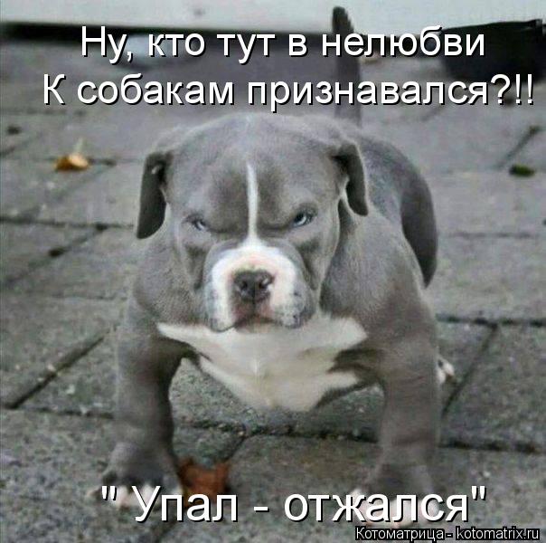 Котоматрица: Ну, кто тут в нелюбви К собакам признавался?!! " Упал - отжался"
