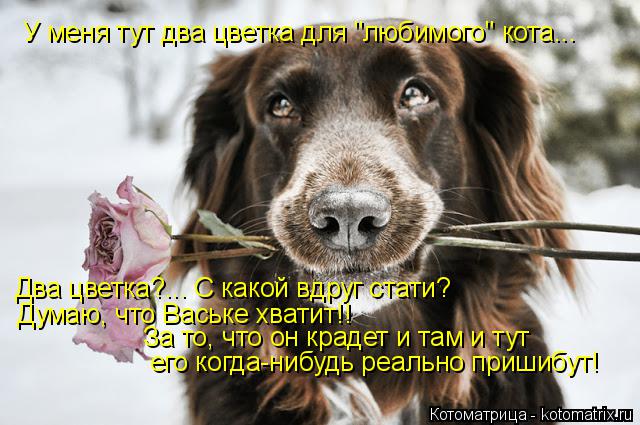 У меня тут два цветка для "любимого" кота... Два цветка?... С какой вдруг стати? Думаю, что Ваське хв... Котоматрица: У меня тут два цветка для "любимого" кота... Два цветка?... С какой вдруг стати? Думаю, что Ваське хватит!! За то, что он крадет и там и тут его ког