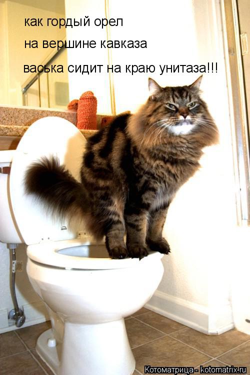 Котоматрица: как гордый орел на вершине кавказа васька сидит на краю унитаза!!!
