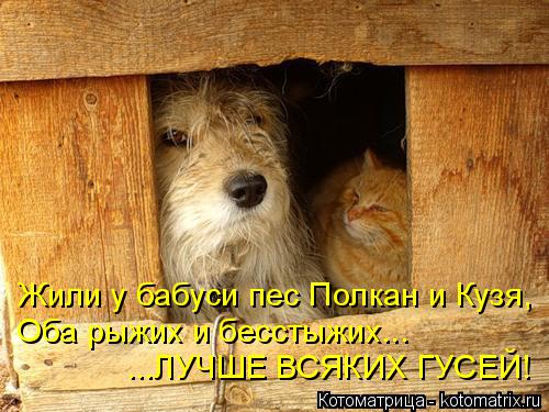 Котоматрица: Жили у бабуси пес Полкан и Кузя, Оба рыжих и бесстыжих... ...ЛУЧШЕ ВСЯКИХ ГУСЕЙ!