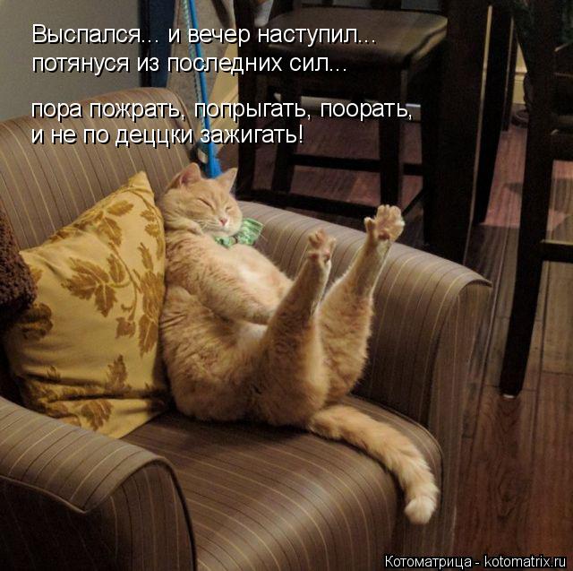 Котоматрица: Выспался... и вечер наступил... потянуся из последних сил... пора пожрать, попрыгать, поорать,  и не по деццки зажигать!