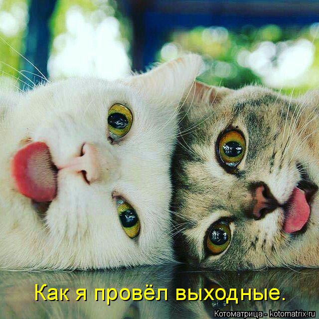 Котоматрица: Как я провёл выходные.
