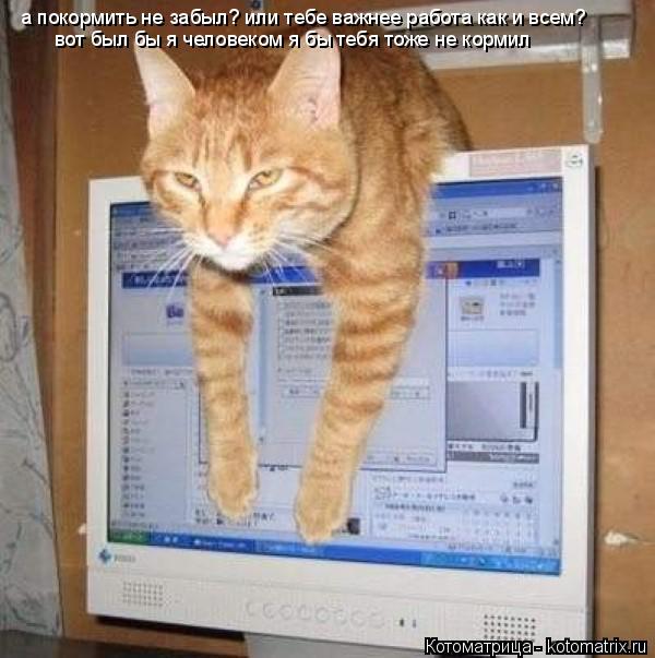 а покормить не забыл? или тебе важнее работа как и всем? вот был бы я человеком я бы тебя тоже не кор... Котоматрица: а покормить не забыл? или тебе важнее работа как и всем? вот был бы я человеком я бы тебя тоже не кормил