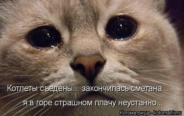 Котлеты съедены... закончилась сметана... я в горе страшном плачу неустанно...... Котоматрица: Котлеты съедены... закончилась сметана... я в горе страшном плачу неустанно...