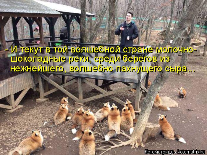 Котоматрица: - И текут в той волшебной стране молочно- шоколадные реки, среди берегов из нежнейшего, волшебно пахнущего сыра...