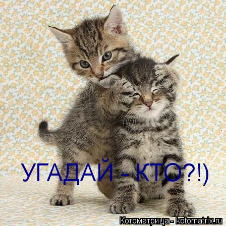 УГАДАЙ - КТО?!)... Котоматрица: УГАДАЙ - КТО?!)