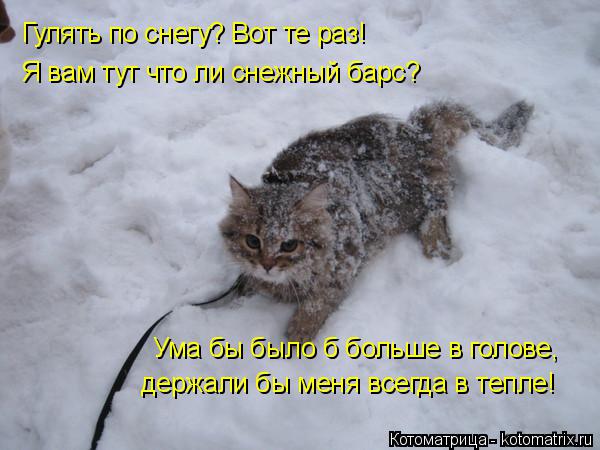 Гулять по снегу? Вот те раз! Я вам тут что ли снежный барс? Ума бы было б больше в голове, держали бы... Котоматрица: Гулять по снегу? Вот те раз! Я вам тут что ли снежный барс? Ума бы было б больше в голове, держали бы меня всегда в тепле!