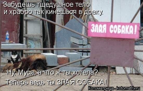 Котоматрица: Забудешь тщедушное тело и храбро так кинешься в драку. Ну, Муся, а что ж ты хотела? Ну, Муся, а что ж ты хотела? Теперь ведь ты ЗЛАЯ СОБАКА!