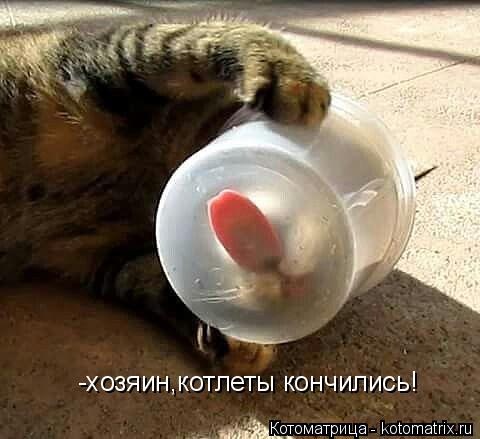 -хозяин,котлеты кончились!... Котоматрица: -хозяин,котлеты кончились!
