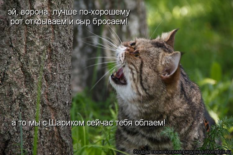 эй, ворона, лучше по-хорошему рот открываем и сыр бросаем! а то мы с Шариком сейчас тебя облаем!... Котоматрица: эй, ворона, лучше по-хорошему рот открываем и сыр бросаем! а то мы с Шариком сейчас тебя облаем!